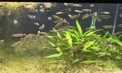 Ataeniobius toweri 6 unsexed