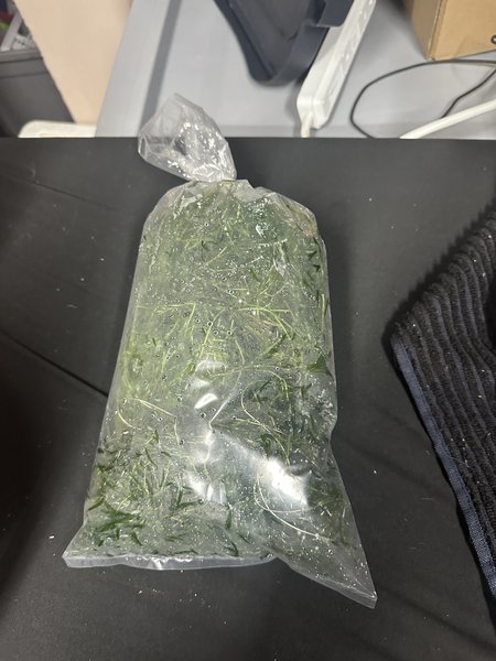 Guppy Grass