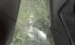 Guppy Grass