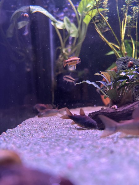 Black venezulan corydoras