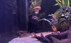Black venezulan corydoras