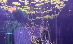 Gold laser corydoras