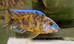 OB Mbenji Peacock Breeding Trio #2