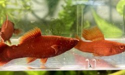 Trio Red Eye Albino Red Swordtail