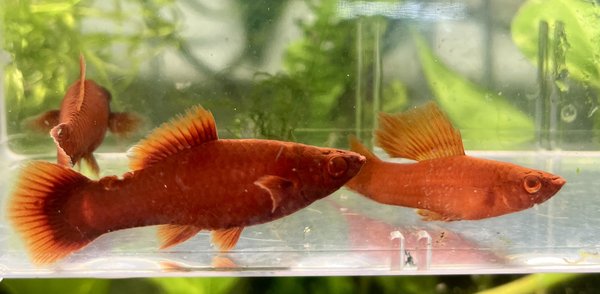 Trio Red Eye Albino Red Swordtail