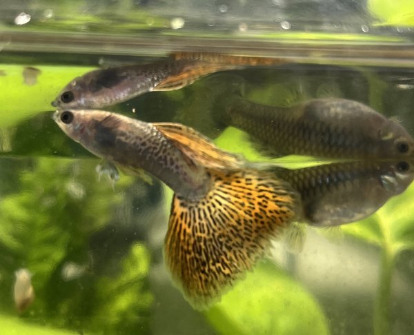 Trio Red Dragon Guppy