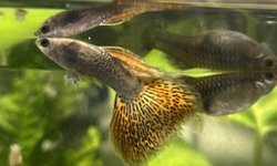 Trio Red Dragon Guppy
