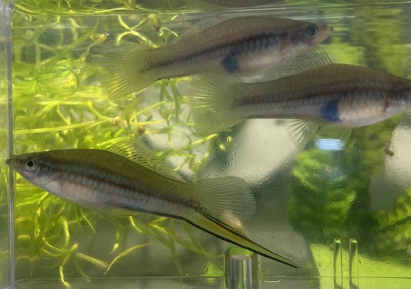 Trio X. Mayae  Mayan Swordtail