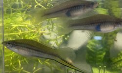 Trio X. Mayae  Mayan Swordtail