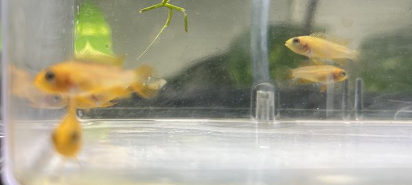 BAP Apisto Agassizzi Fire Red Qty. 6
