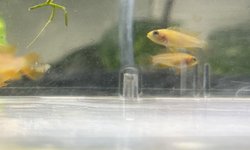 BAP Apisto Agassizzi Fire Red Qty. 6