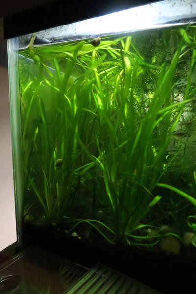 Italian Val (Vallisneria spiralis)
