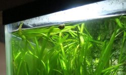 Italian Val (Vallisneria spiralis)