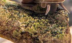 Photo 3 of 3 Japanese Trapdoor Snails (Lot 1)