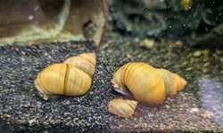 3 Japanese Trapdoor Snails (Lot 4)