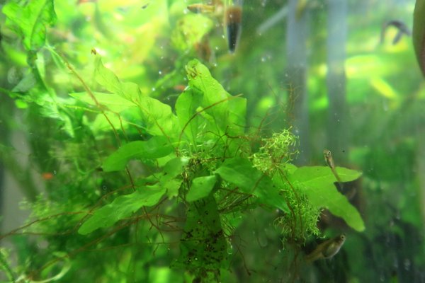Java Fern (Microsorum pteropus)