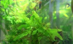 Java Ferns (Microsorum pteropus)
