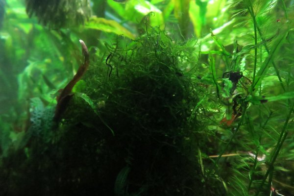 Java Moss (Vesicularia dubyana)