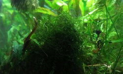 Java Moss (Vesicularia dubyana)