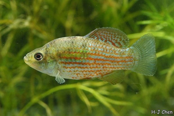 Florida Flagfish