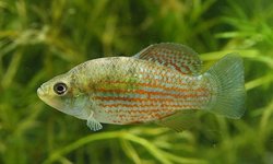 Florida Flagfish