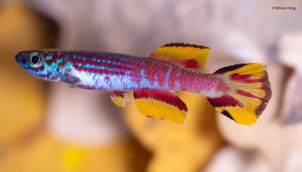 Aphyosemion ogoense pyrophore Komono