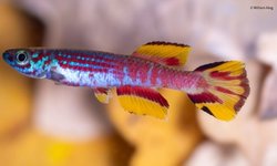 Aphyosemion ogoense pyrophore Komono