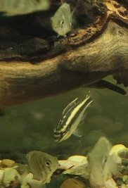 Examples of the fish to be included.
