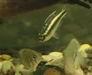 Photo 3 of Kribensis & Green Severum Mixed Lot