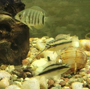 Examples of the fish to be included.