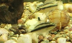 Kribensis & Green Severum Mixed Lot