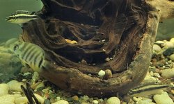 Photo 2 of Kribensis & Green Severum Mixed Lot