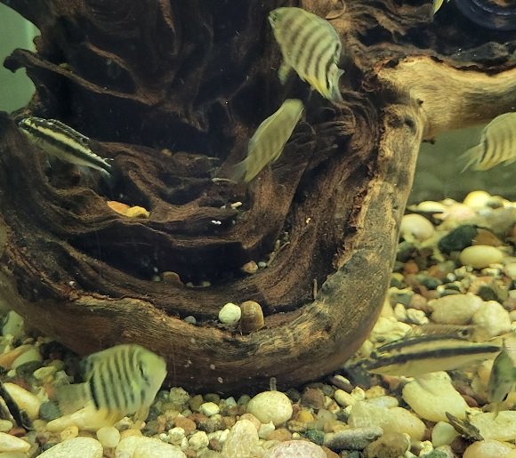 Examples of the fish to be included.