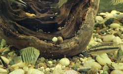 Photo 4 of Kribensis & Green Severum Mixed Lot