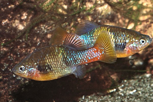 Xenotoca doadrioi