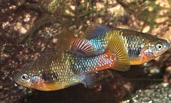 Jeweled Goodeid