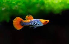 Pair Orange cobra Koi Guppies