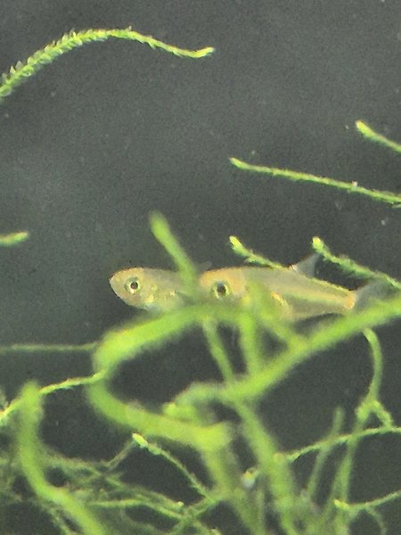 Kubotai Rasbora (6 juvie)