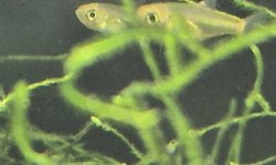 Kubotai Rasbora (6 juvie)