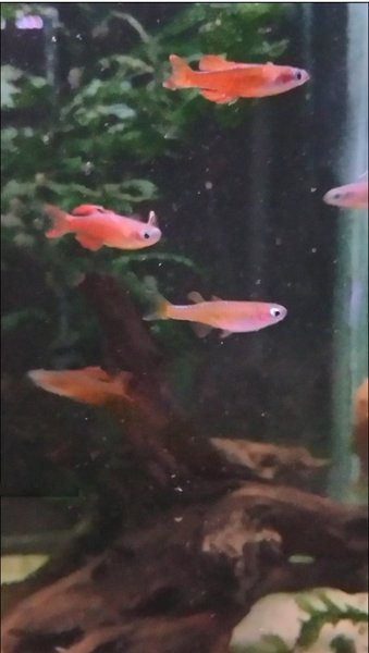 Typical adults in my breeding group / parents of fish