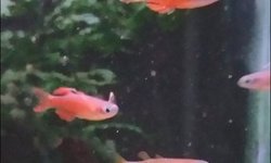 Red Neon Blue Eye Rainbowfish