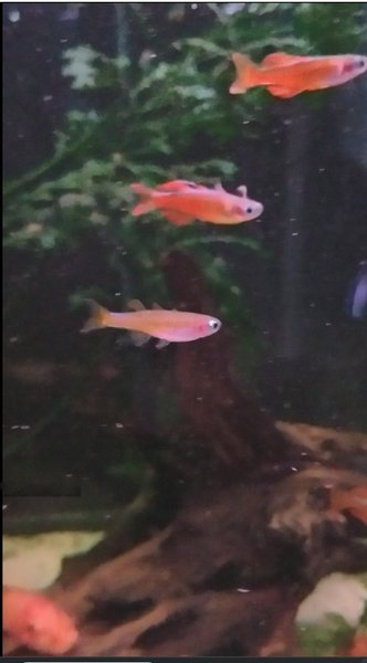 More Typical adults in my breeding group / parents of fish