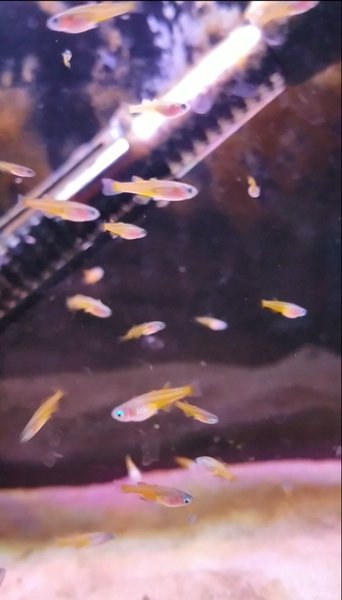 Young juveniles in my grow out tank