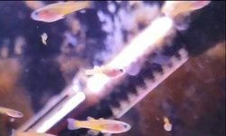 Photo 3 of Red Neon Blue Eye Rainbowfish