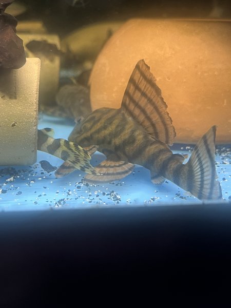 L397 Panaqolus Alenquer Tiger Plecos