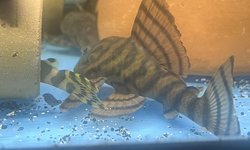 L397 Panaqolus Alenquer Tiger Plecos