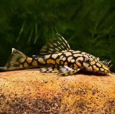 L519 Honeycomb Pleco Rio Itenez
