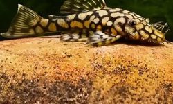 L519 Honeycomb Pleco Rio Itenez