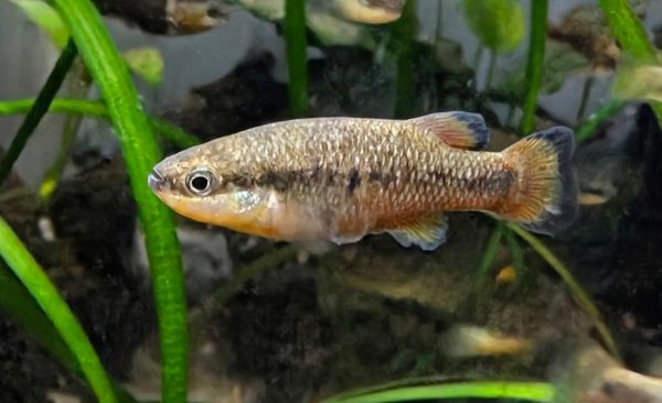 Mature male from my colony