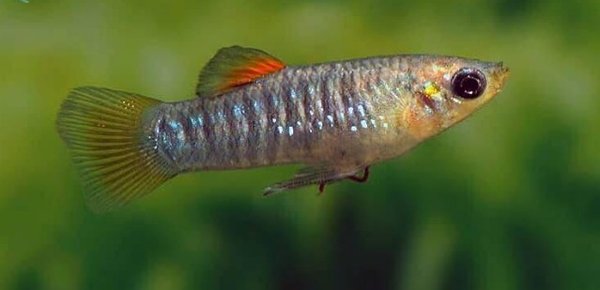 Limia tridens - BAP 4